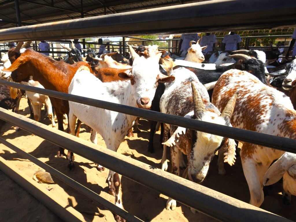 goats for sale at lodwar livestock mkt.